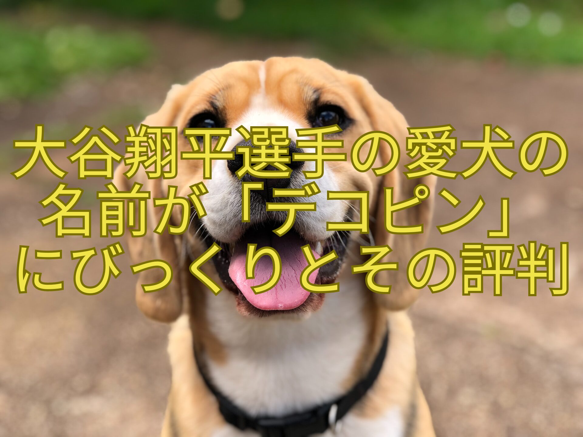 大谷翔平選手の愛犬の名前が「デコピン」-にびっくりとその評判