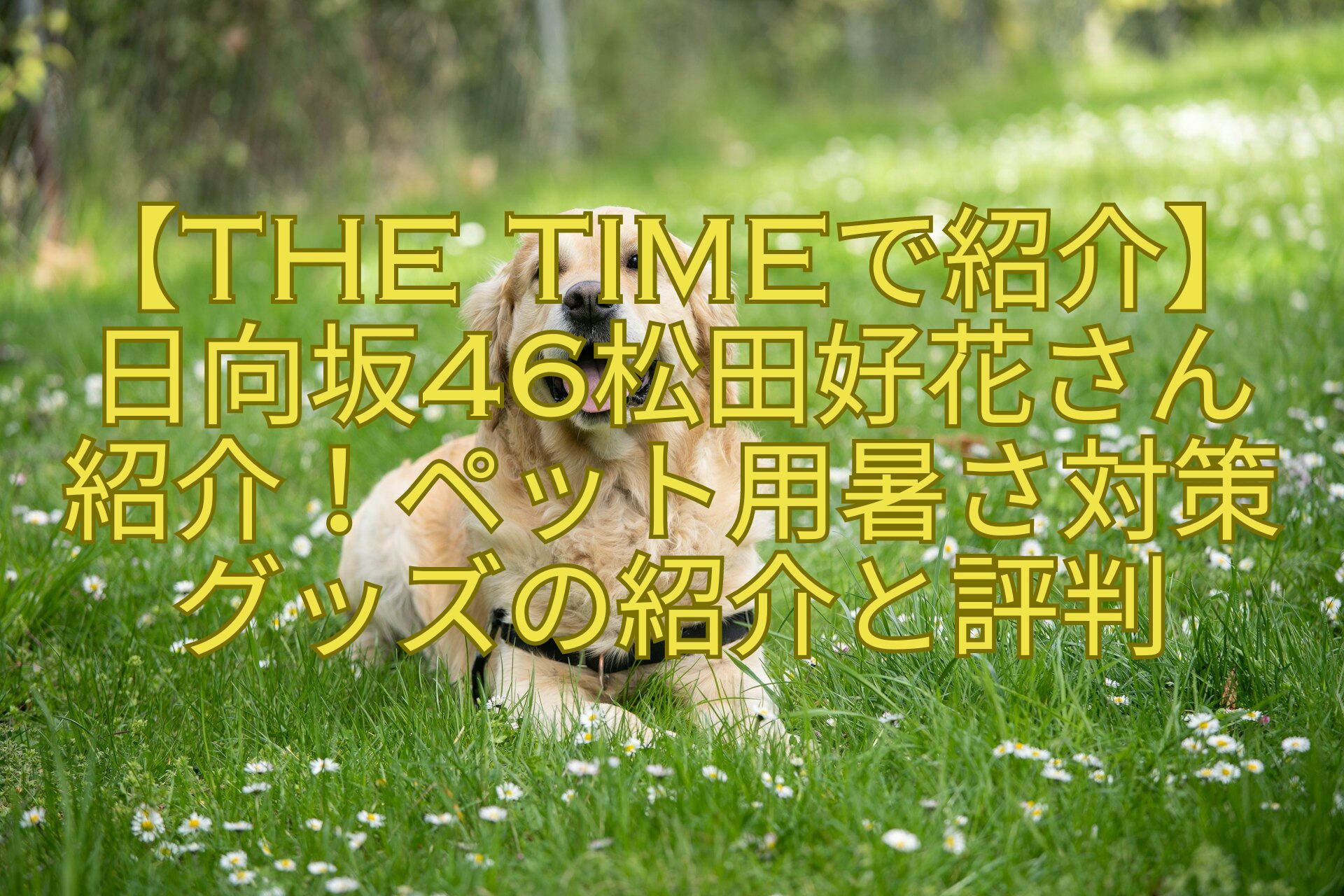 【THE-TIMEで紹介】-日向坂46松田好花さん-紹介！ペット用暑さ対策-グッズの紹介と評判