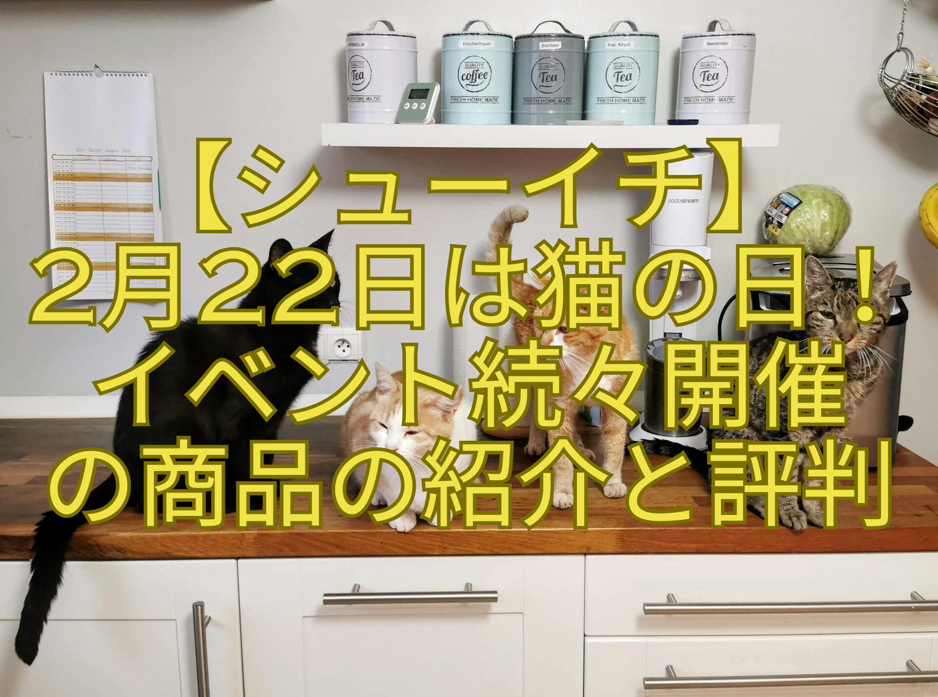 【シューイチ】-2月22日は猫の日！-イベント続々開催-の商品の紹介と評判