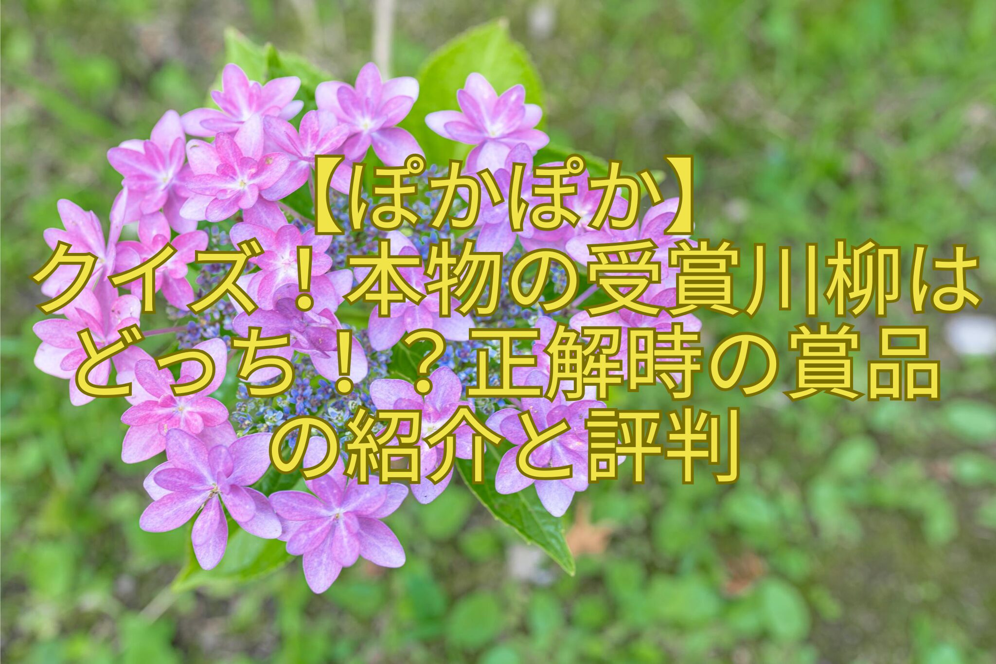 【ぽかぽか】-クイズ！本物の受賞川柳はどっち！？正解時の賞品-の紹介と評判