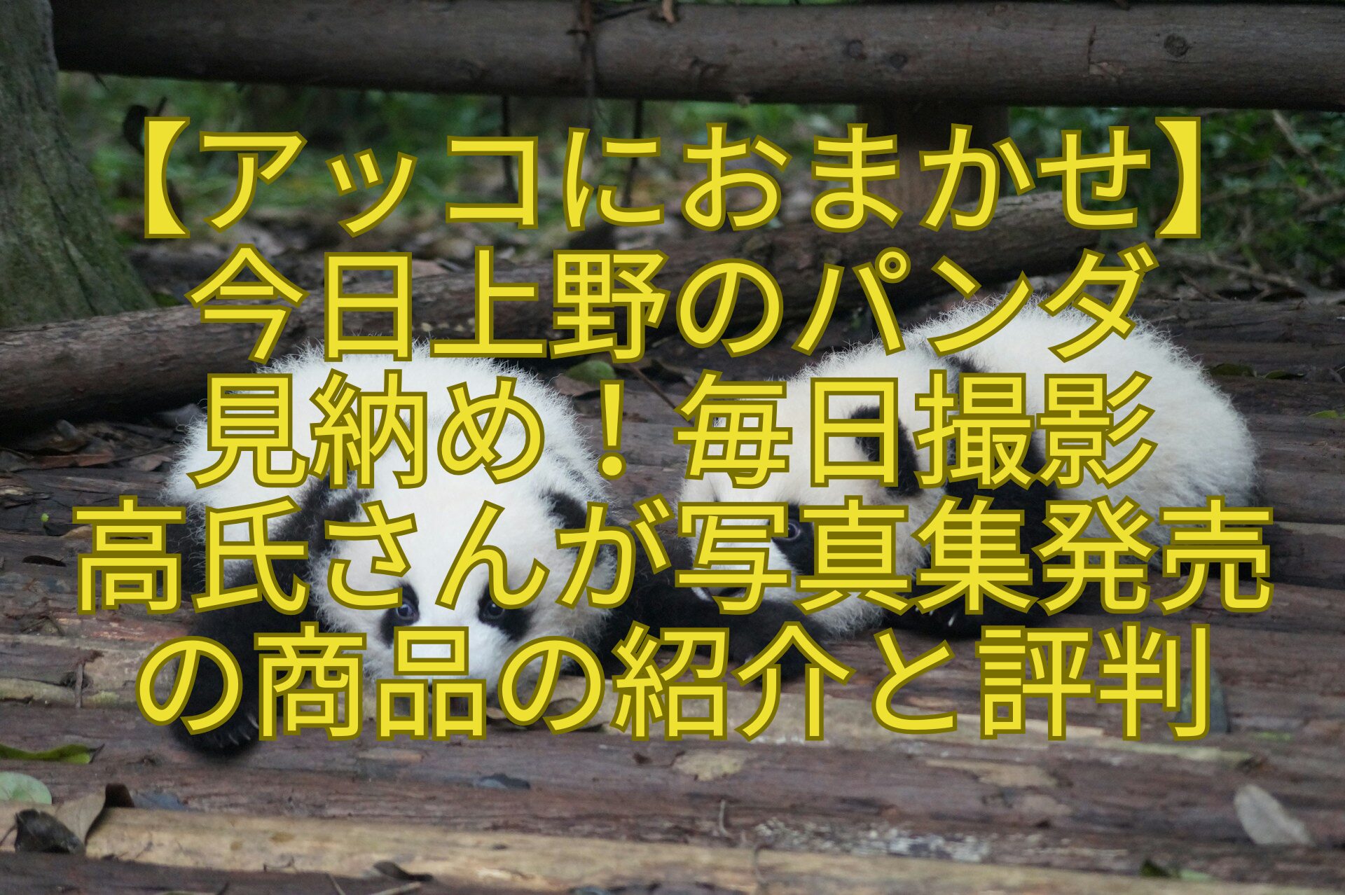 【アッコにおまかせ】-今日上野のパンダ-見納め！毎日撮影-高氏さんが写真集発売-の商品の紹介と評判
