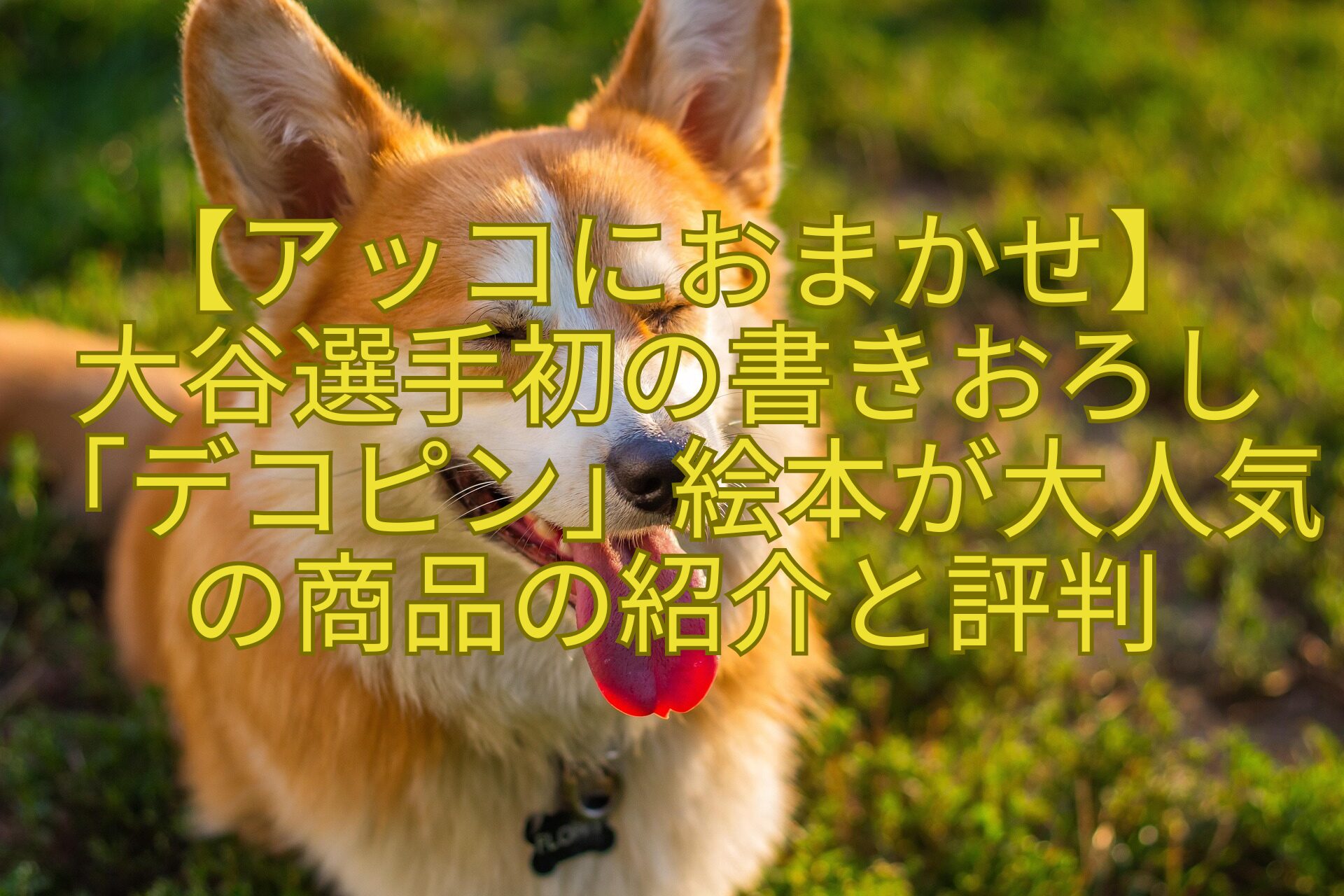 【アッコにおまかせ】-大谷選手初の書きおろし「デコピン」絵本が大人気の商品の紹介と評判