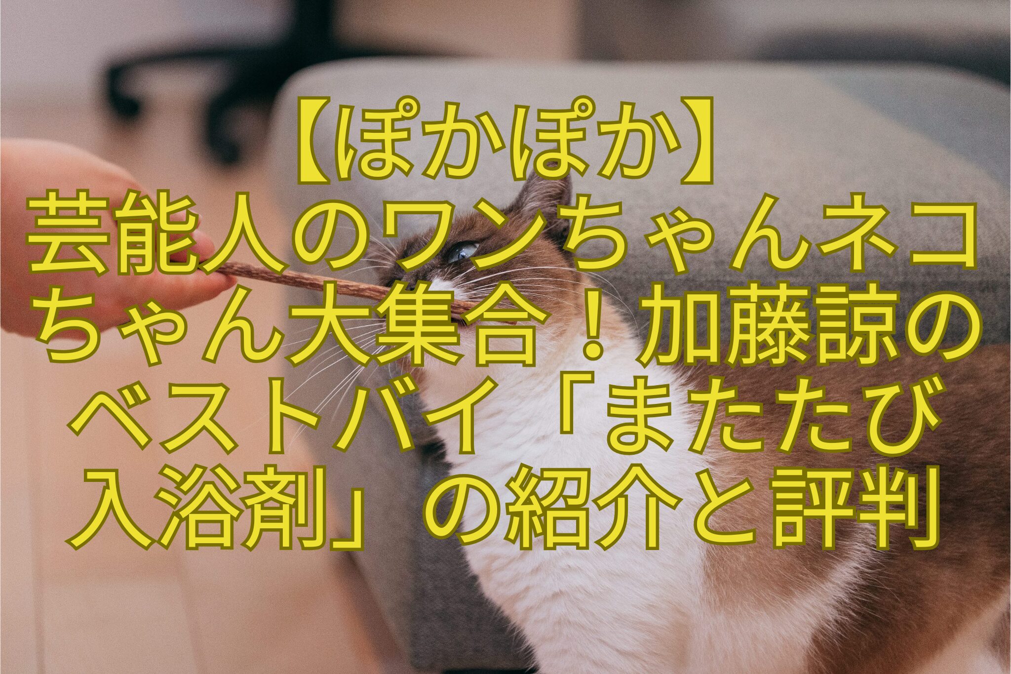 【ぽかぽか】-芸能人のワンちゃんネコ-ちゃん大集合！加藤諒の-ベストバイ「またたび-入浴剤」の紹介と評判