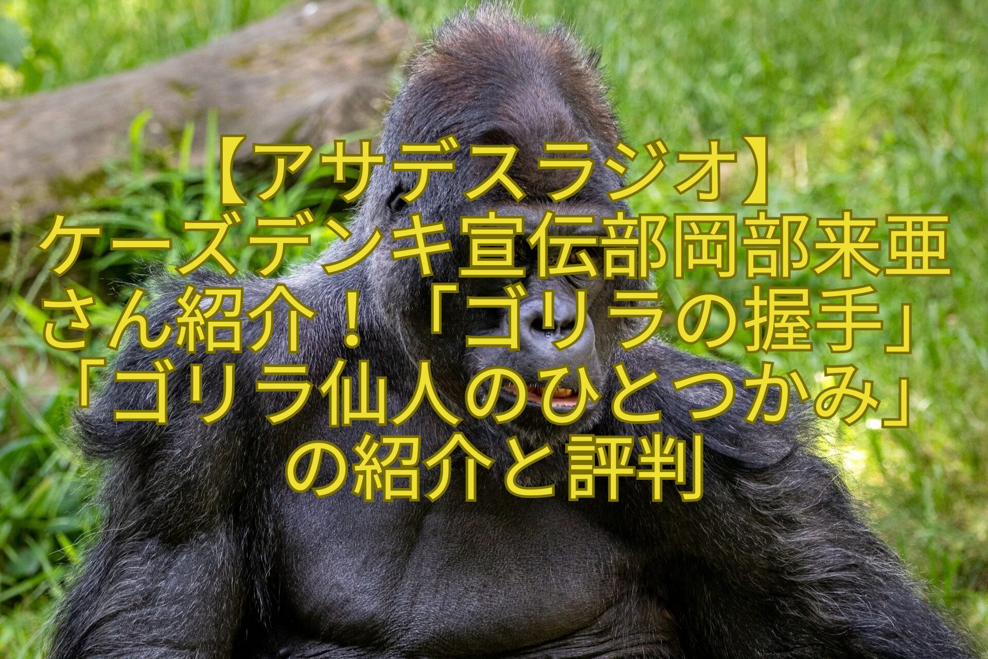 【アサデスラジオ】-ケーズデンキ宣伝部岡部来亜さん紹介！「ゴリラの握手」「ゴリラ仙人のひとつかみ」の紹介と評判